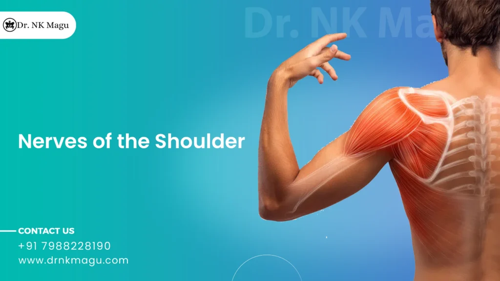 Nerves of Shoulder